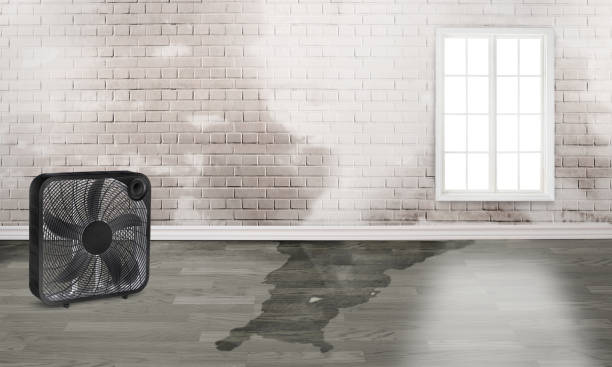 Best Flood restoration services  in West Park, FL